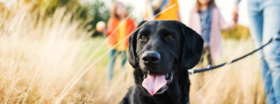 Kinder und Tiere – Freunde fürs Leben?